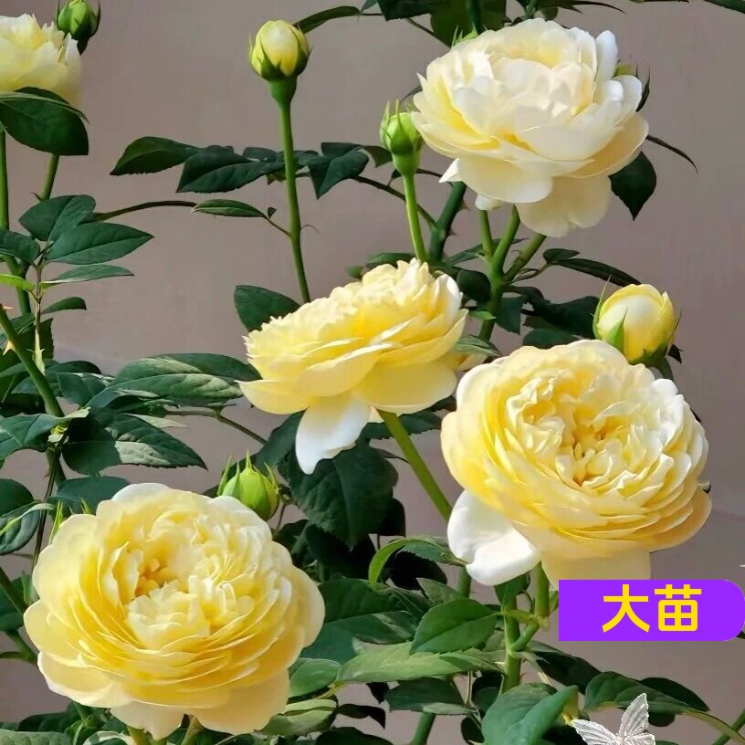 安布里奇灌木月季耐热阳台月季