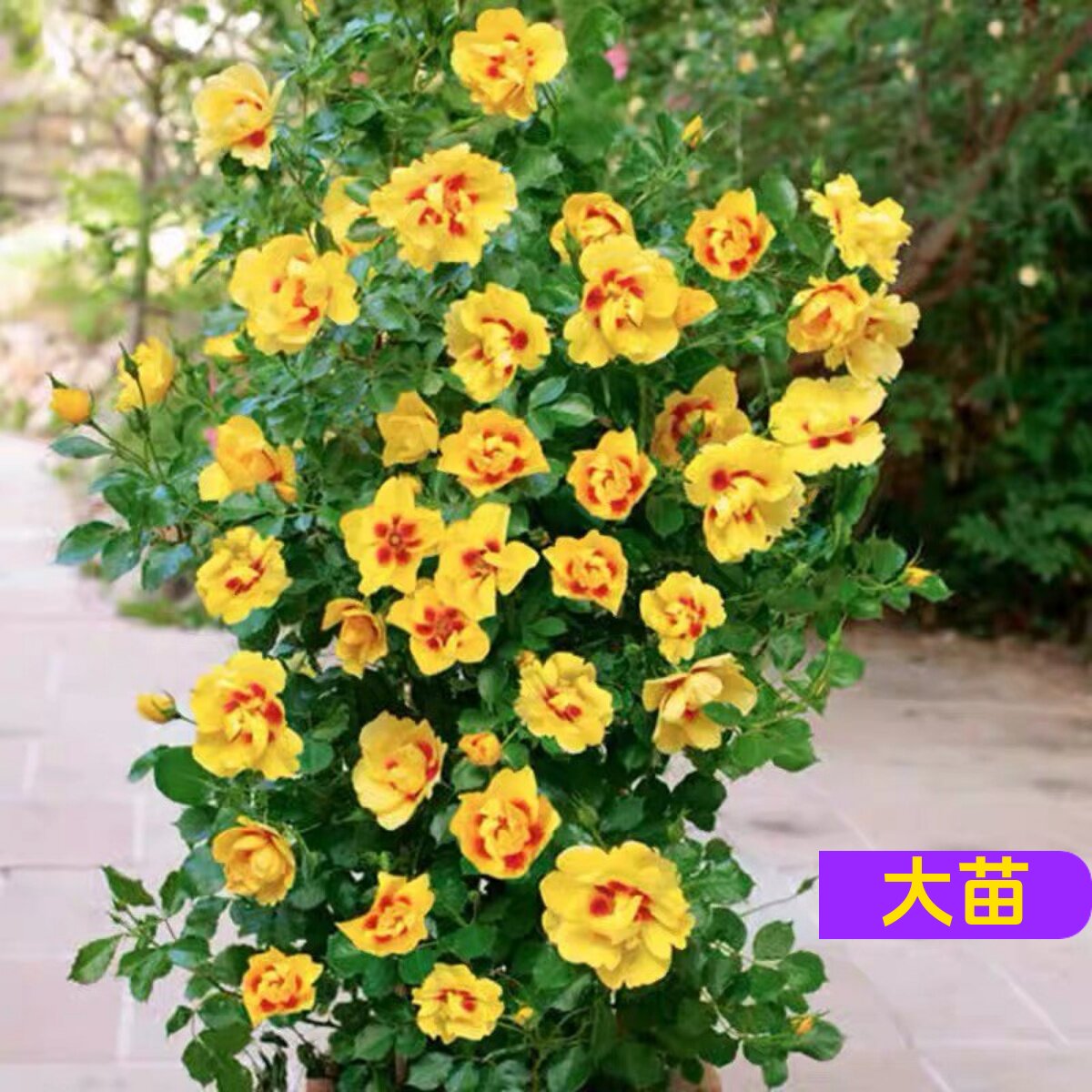 黄色柠檬妆容水月季花苗丰花盆栽