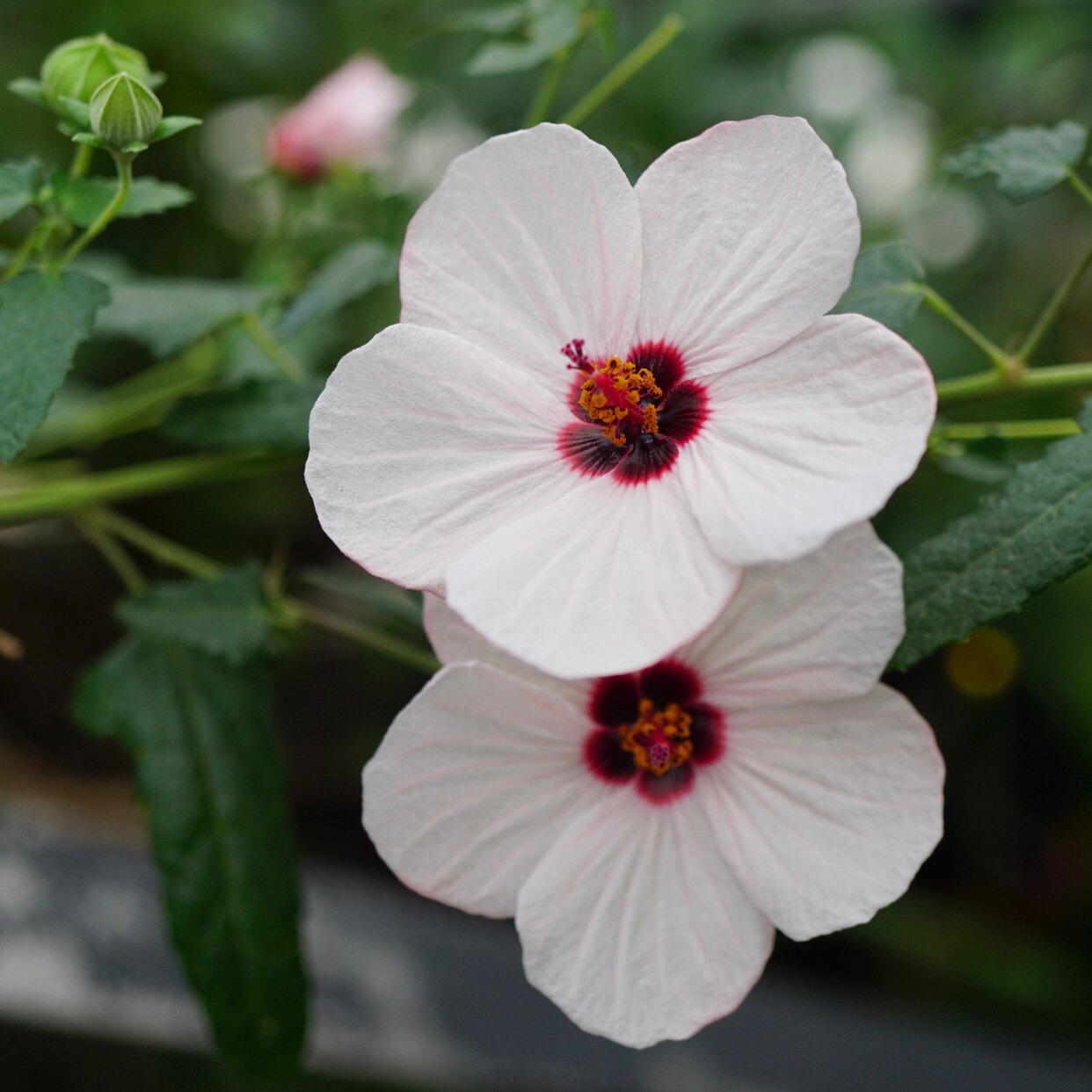 高砂芙蓉葵孔雀葵日式木槿灌木开花不断庭院盆栽植物 维特园艺
