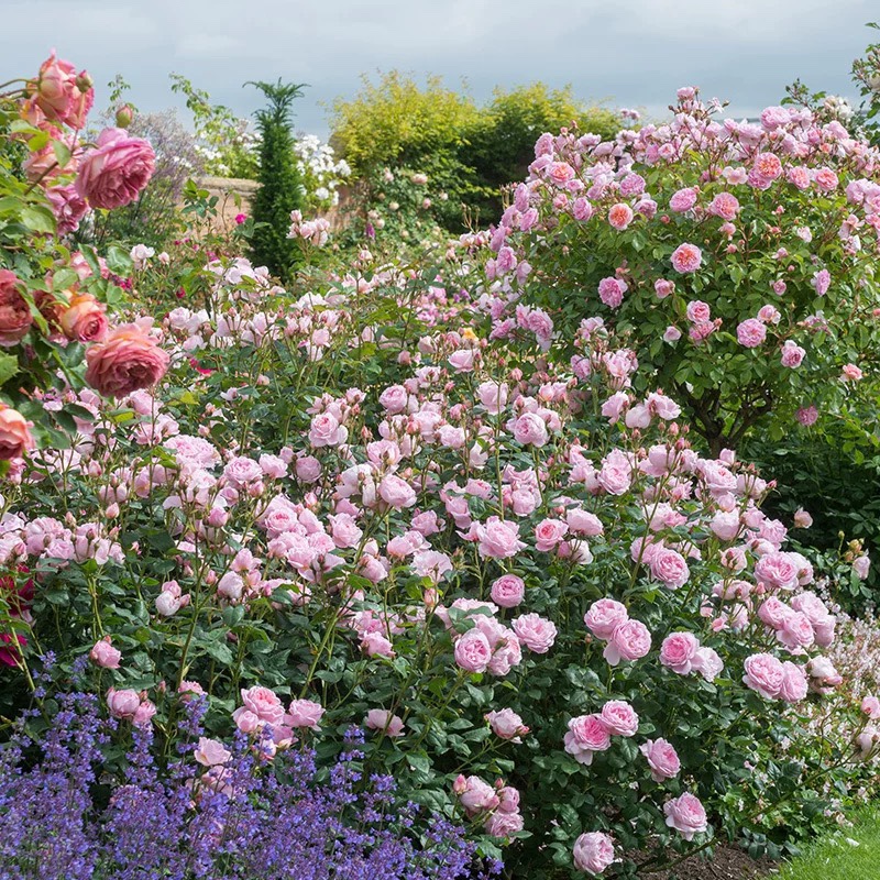 权杖之岛强香大花灌木月季花苗