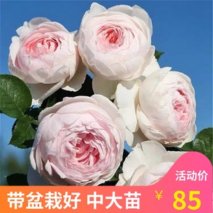 克里斯蒂娜公爵夫人尘世天使月季花苗阳台盆栽丰花抗病浓香四季开