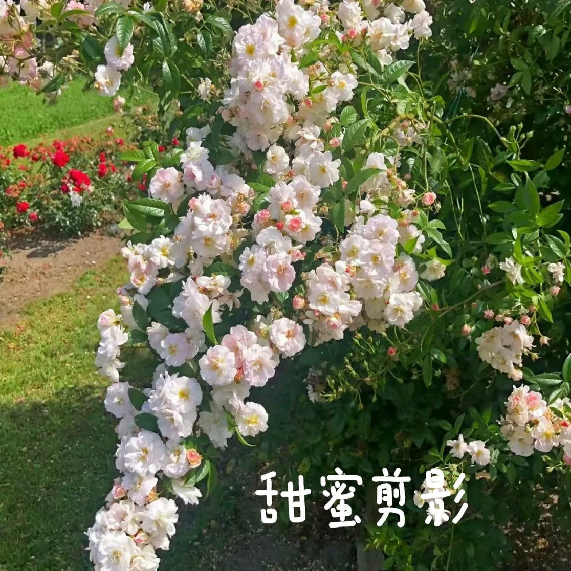 甜蜜剪影 Sweet Siluetta科德斯抗病耐寒藤本月季花,鲜花速递/花卉仿真/绿植园艺,月季/蔷薇/玫瑰,淘宝优惠券,粉丝福利购,淘宝优惠卷