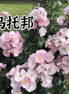 戴尔巴德月季乌托邦 Utopia中意小姐多头丰花多季长势快直立抗病