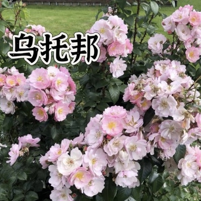 戴尔巴德乌托邦中意小姐月季