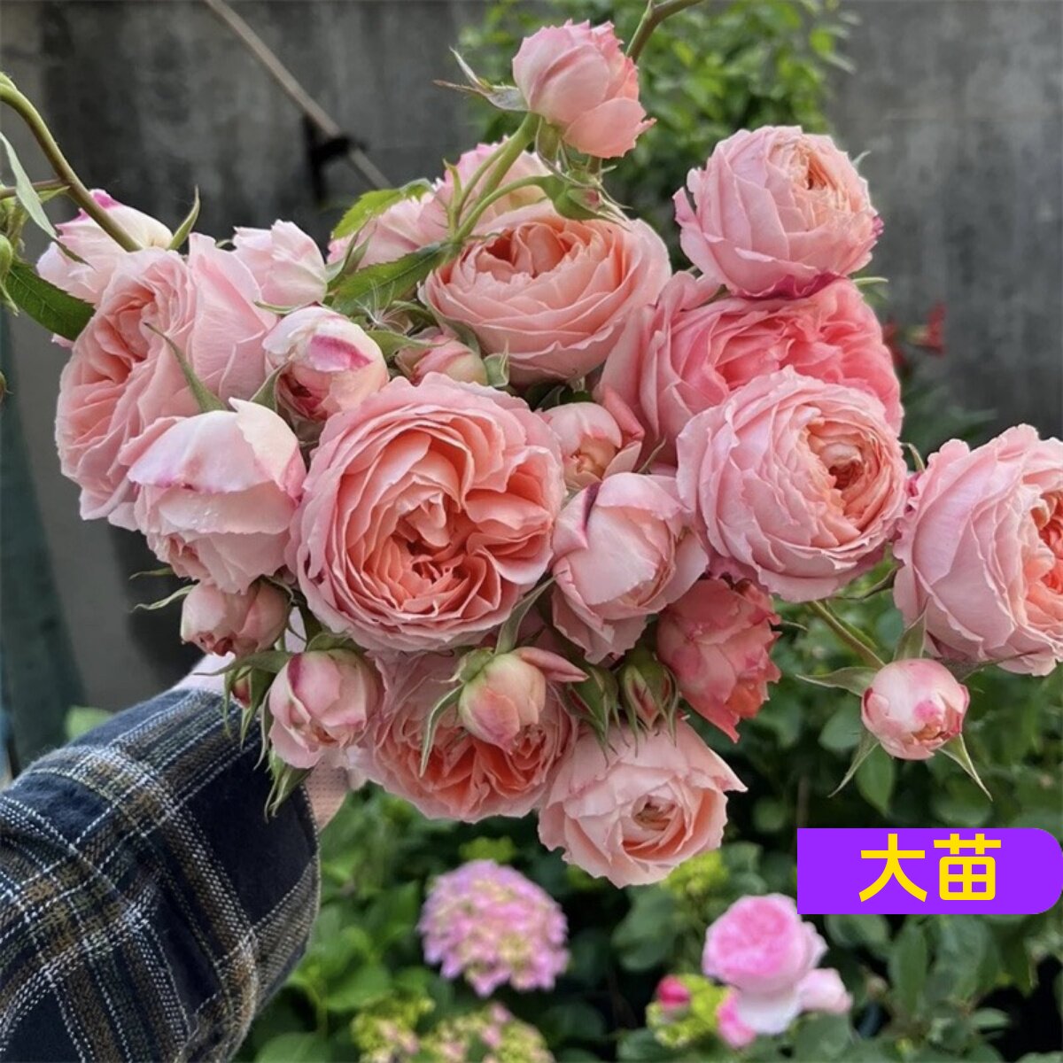 维特园艺多季开花多年生好养月季