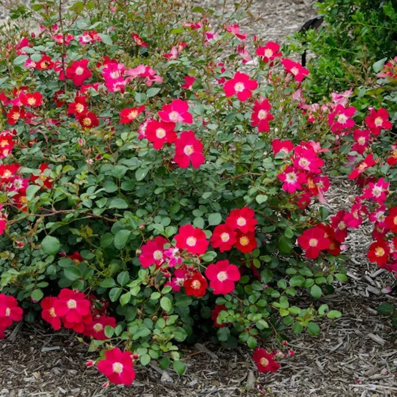 樱桃派地毯地被月季玫红天鹅绒280天持续开花低维护耐热勤花玫瑰,鲜花速递/花卉仿真/绿植园艺,月季/蔷薇/玫瑰,淘宝优惠券,粉丝福利购,淘宝优惠卷