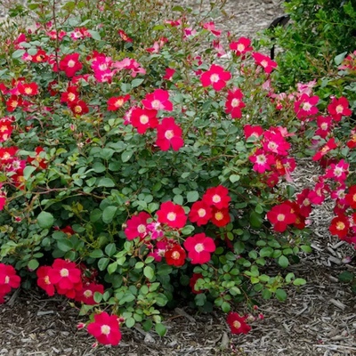 樱桃派地毯地被月季玫红天鹅绒