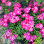 超微月季 微月 红莲 勤开灌木多头开花不断矮小型玫瑰阳台花卉植物