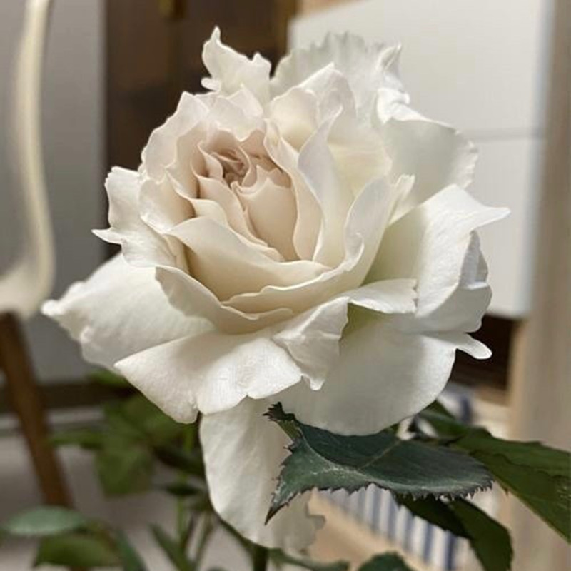 萨菲天使莎菲天使 河本系列新品复古色大花月季花苗绿植