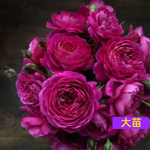 维特园艺多季开花多年生好养月季