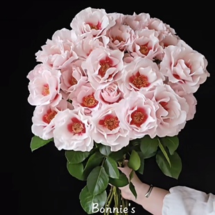 新品 本心 月季 灌木 抗病 超新品花园耐热浓香勤花多季开花玫瑰