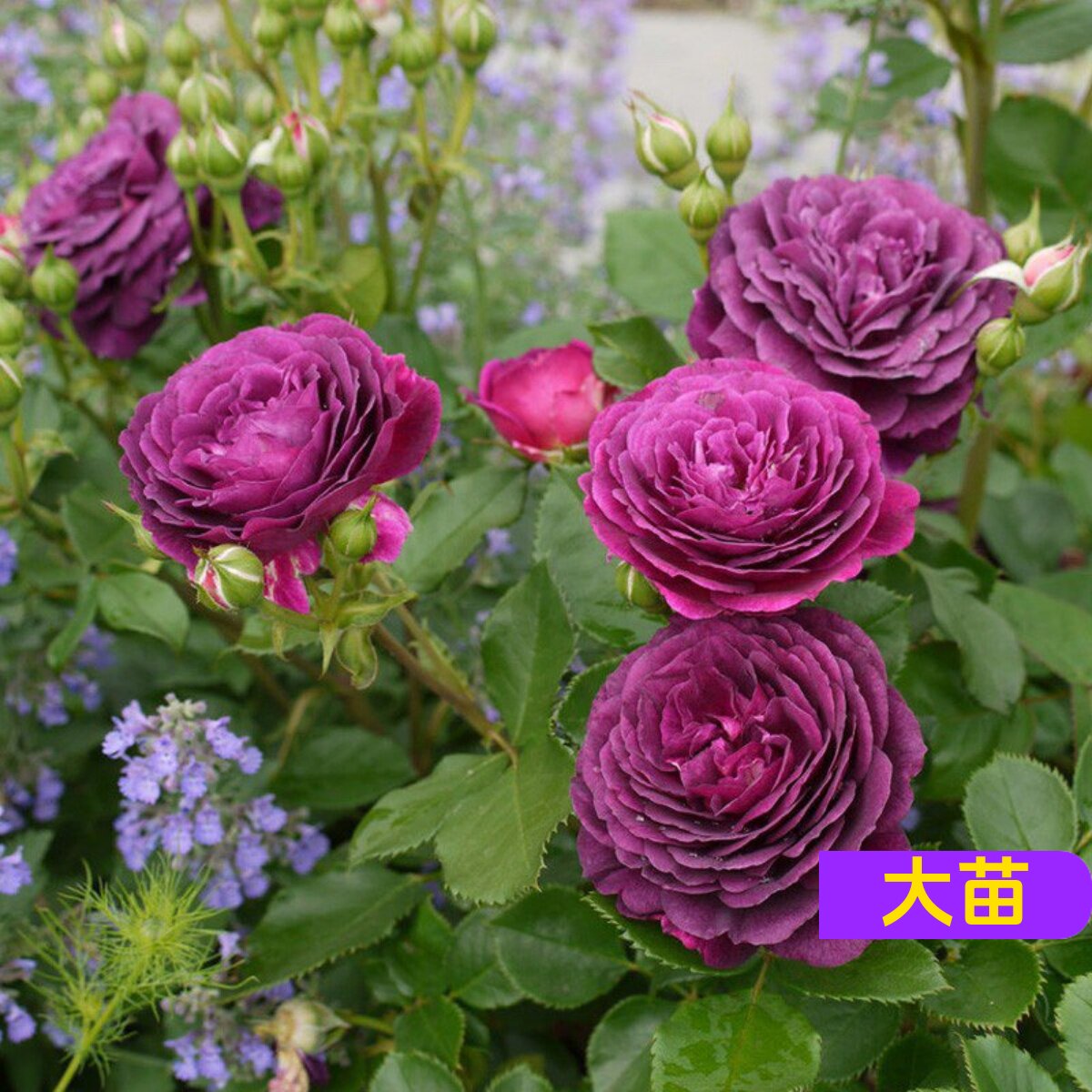 维特园艺多季开花多年生好养月季