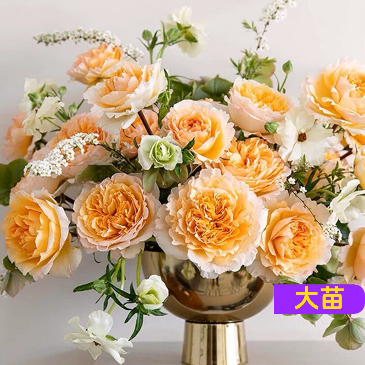 维特园艺多季开花多年生好养月季