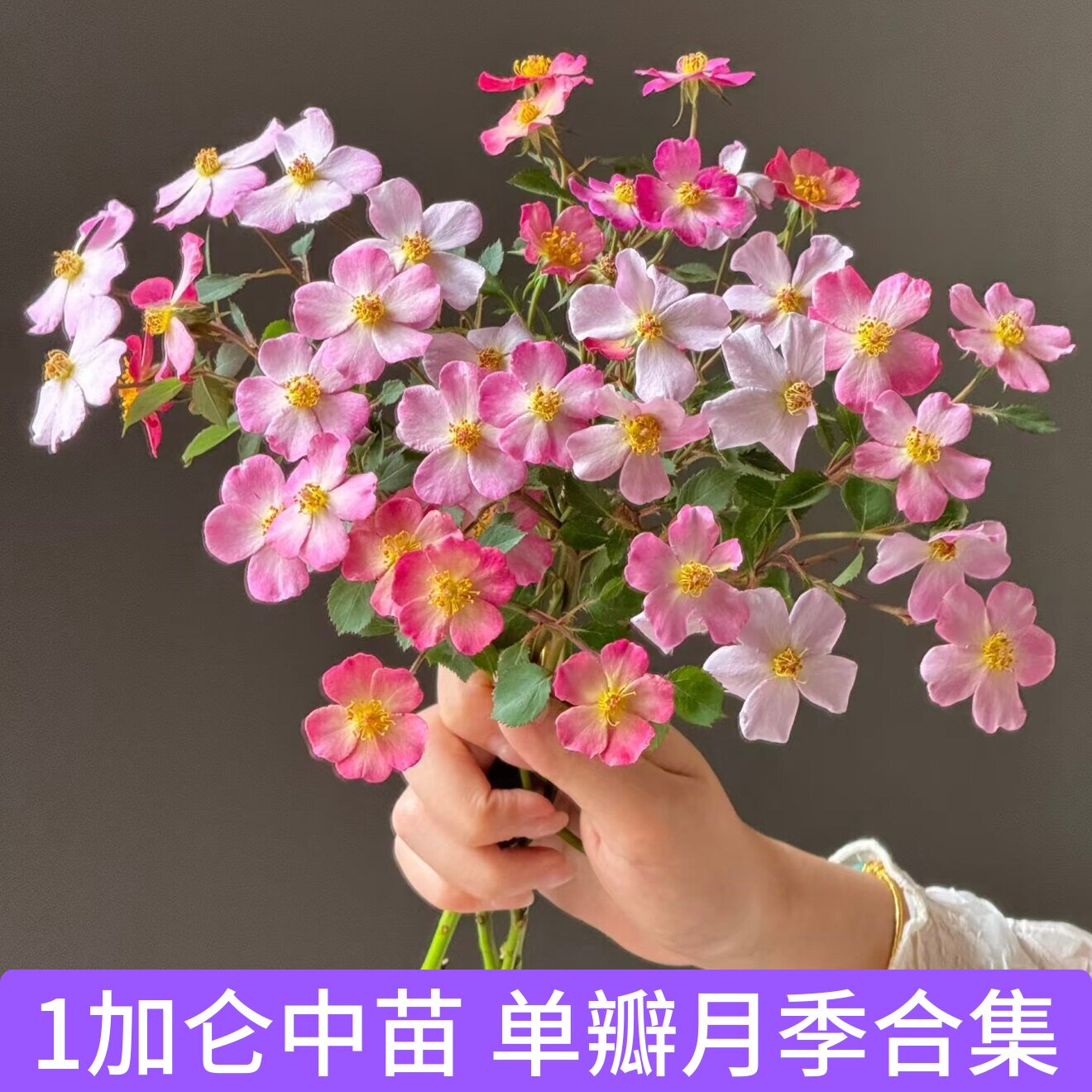 单瓣月季喜欢你的眼睛杰奎琳本心