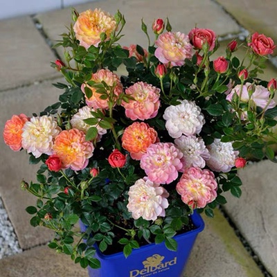 躲躲藏藏月季花苗迷你维特园艺