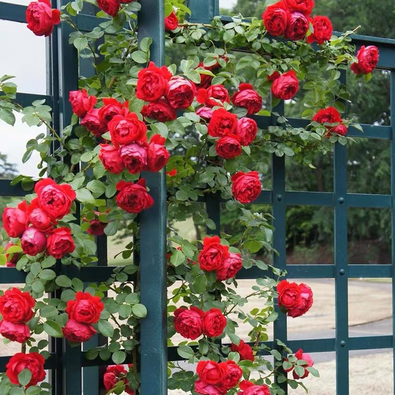 佛罗伦萨/弗洛伦蒂娜月季花苗德国月季玫瑰四季开花庭院藤本植物