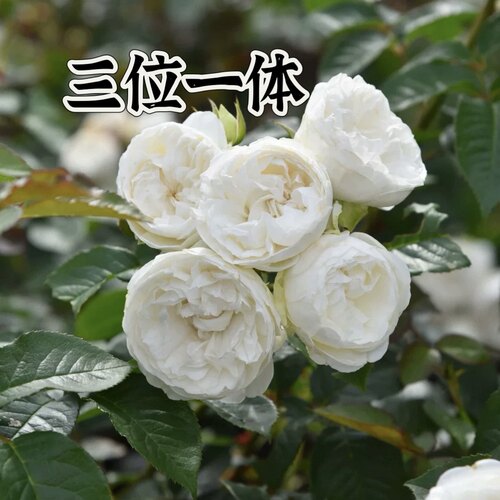 三位一体木村灌木月季象牙浓香