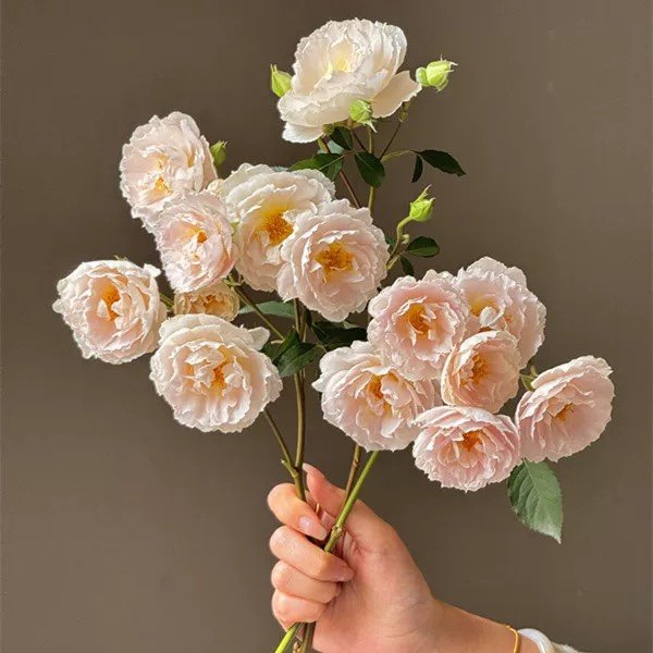 新品微风浓香月季花长势快勤花耐热阳台盆栽庭院阳台,鲜花速递/花卉仿真/绿植园艺,月季/蔷薇/玫瑰,淘宝优惠券,粉丝福利购,淘宝优惠卷