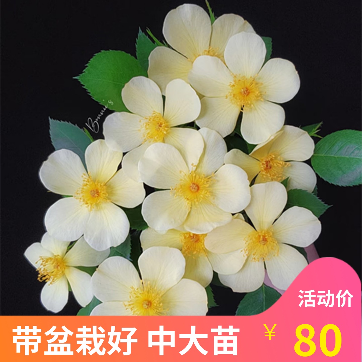 姗姗而来单瓣耐热庭院阳台