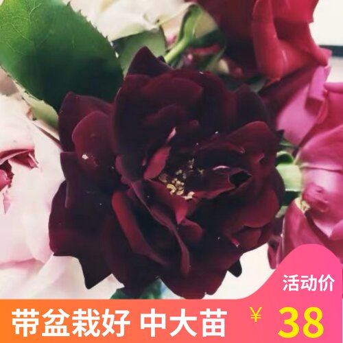 维特园艺多季开花多年生好养月季