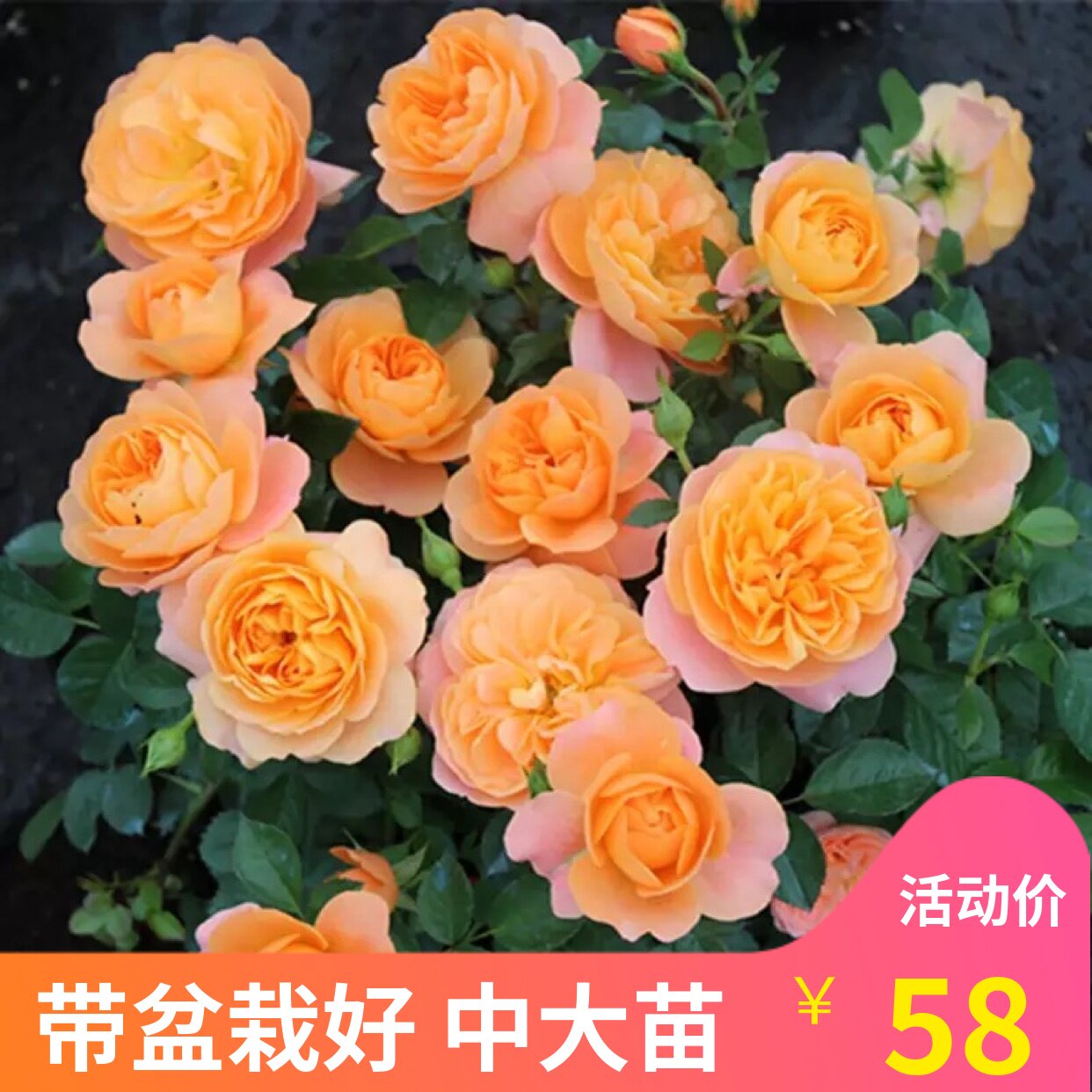 荷兰月季果汁阳台月季花多头大花微型月季勤花易养 中大苗