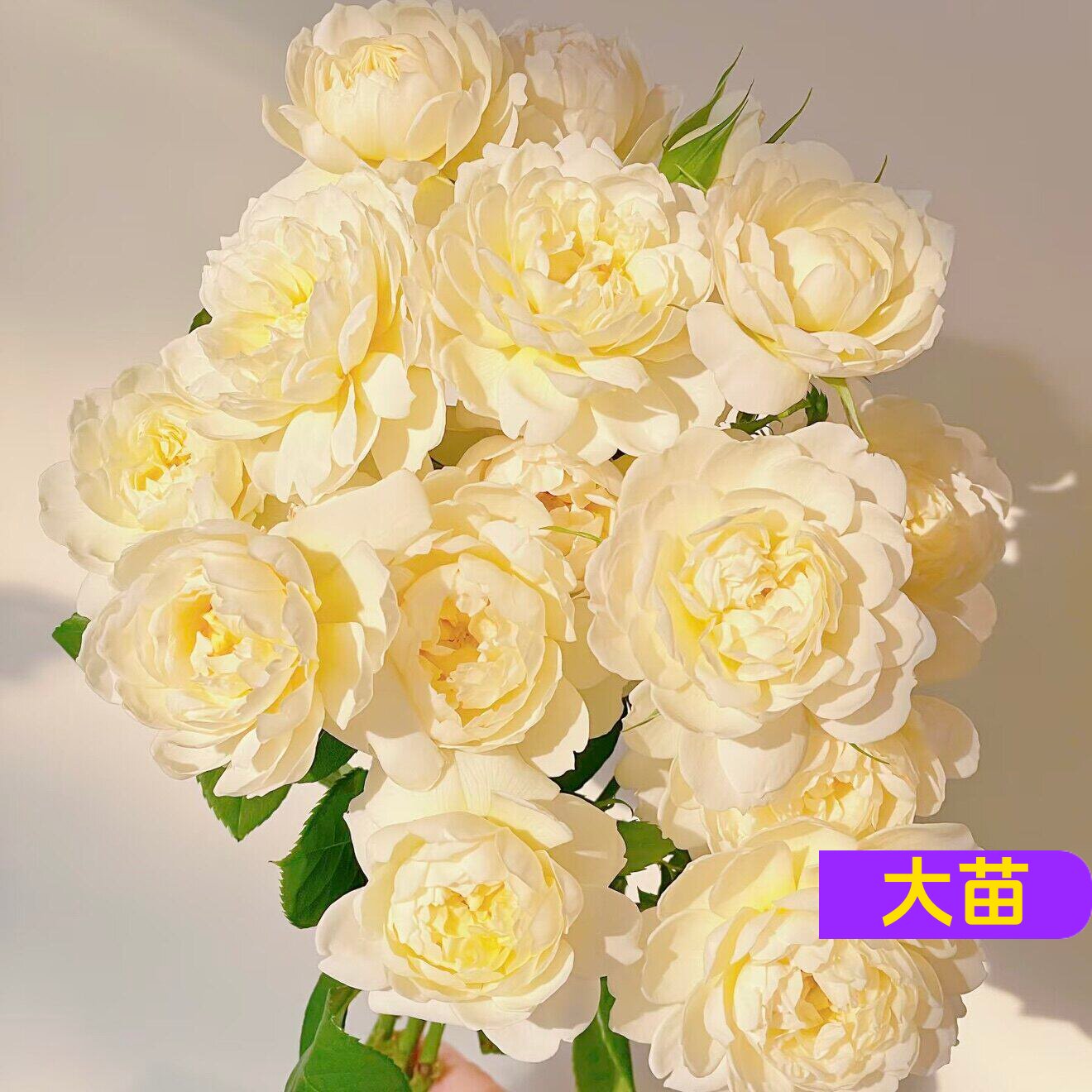 伊莫金月季 灌木勤花黄色庭院阳台盆栽抗病植物花苗耐热勤花玫瑰
