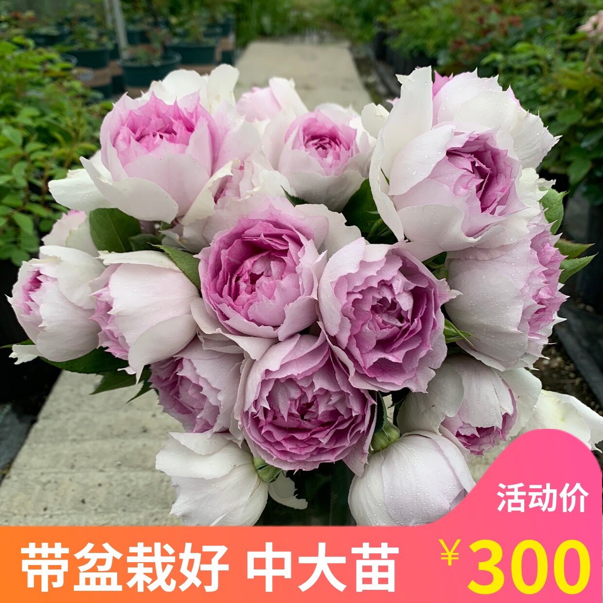 多季好种植浓香月季盆栽庭院
