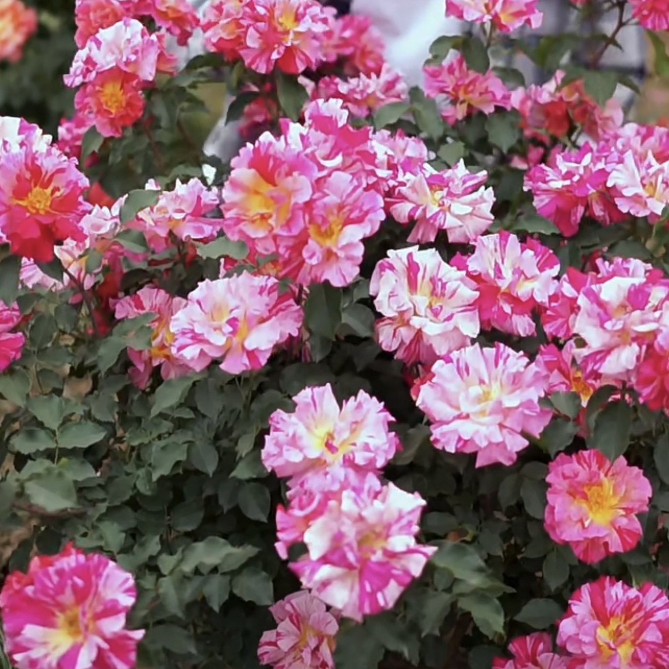 埃德加德加 多季勤花灌木条纹浓香耐热月季丰花阳台庭院玫瑰盆栽,鲜花速递/花卉仿真/绿植园艺,月季/蔷薇/玫瑰,淘宝优惠券,粉丝福利购,淘宝优惠卷