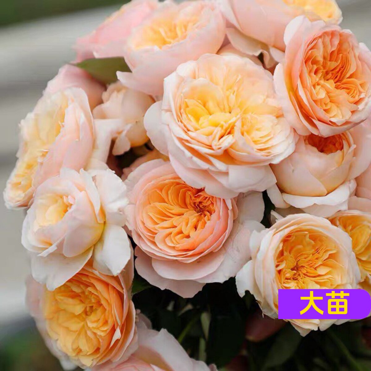 维特园艺多季开花多年生好养月季