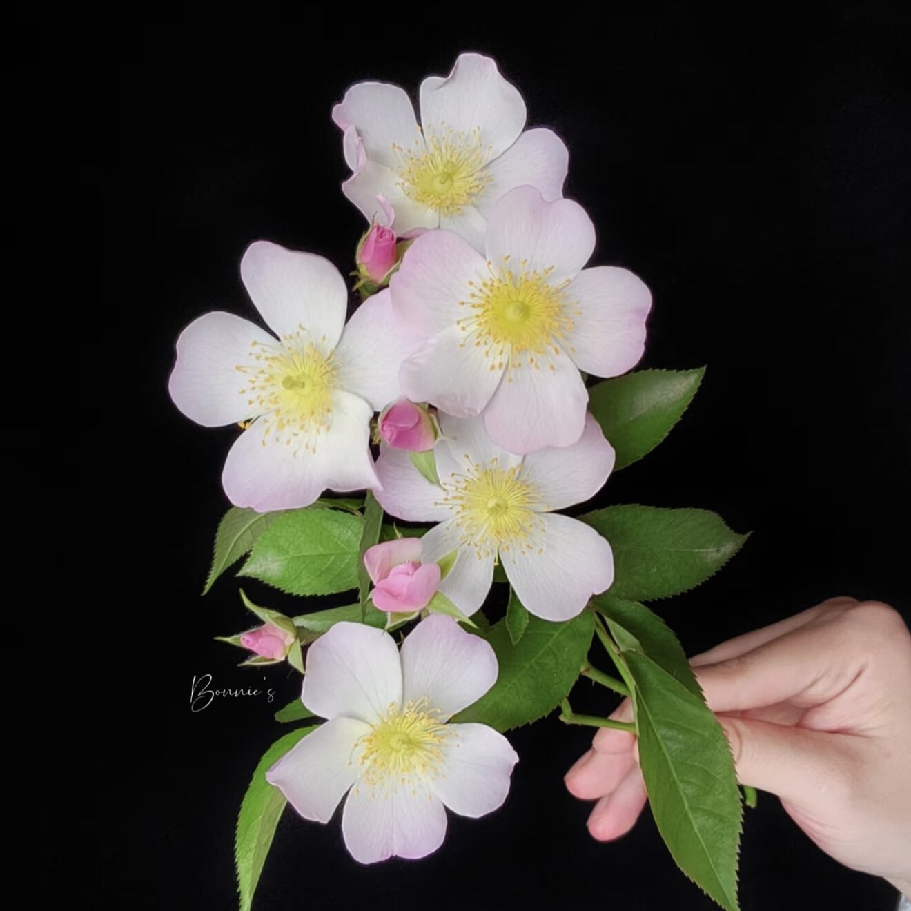 丽达玫瑰月季花香耐寒耐热花量大油画质感阳台花园花期长好种勤花