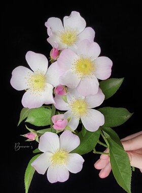 丽达玫瑰月季花香耐寒耐热