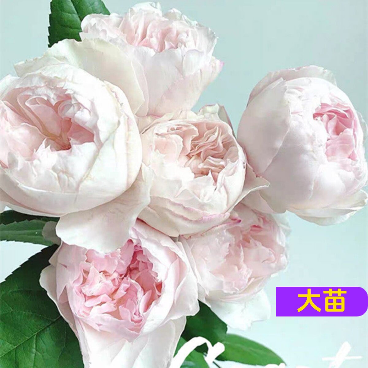 多季多年生好种植月季盆栽