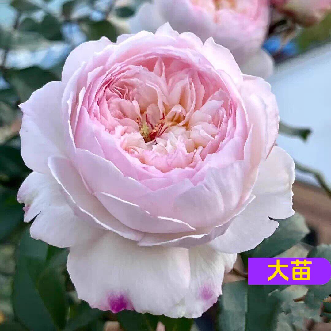 河本强浓香耐热四季开花月季盆栽