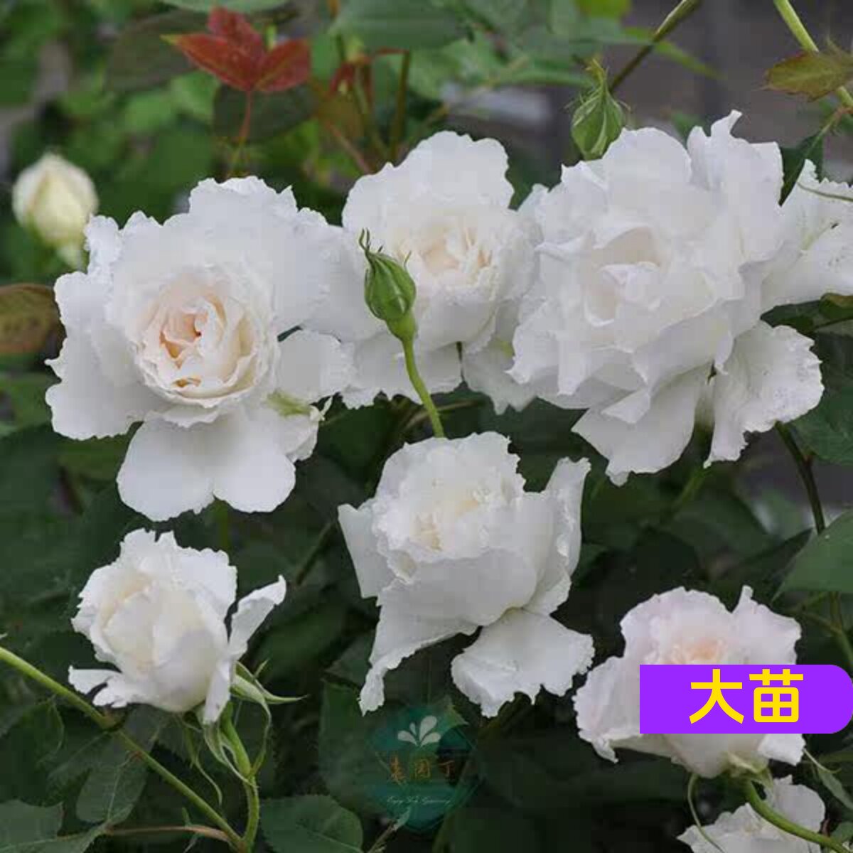 维特园艺多季开花多年生好养月季