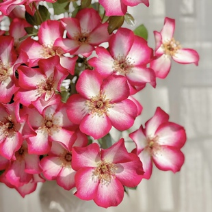 漂亮的吻法国单瓣月季多季开花勤花长势易养快阳台庭院花卉盆栽