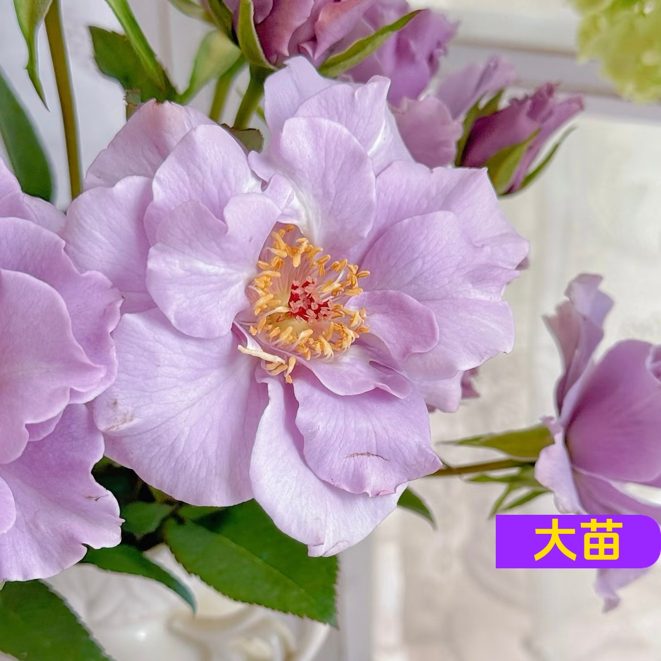 纸月亮多头超新品花园木本玫瑰花