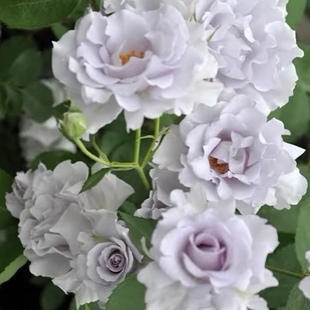 朦胧紫 河本纯子日本切花月季中等灌木盆栽浓香月季耐热勤花多季