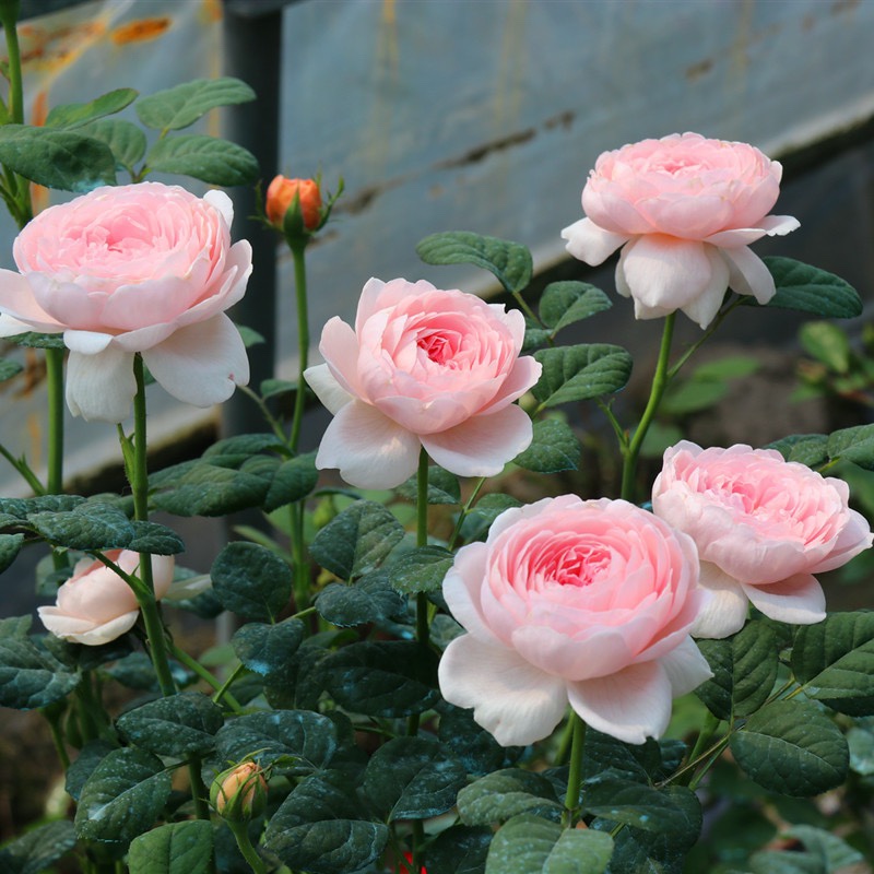 维特园艺多季开花多年生好养月季