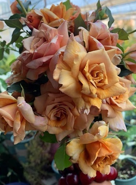 河本出品珍爱之宝月季花苗金属橙色玫瑰多季开花阳台庭院花卉盆栽