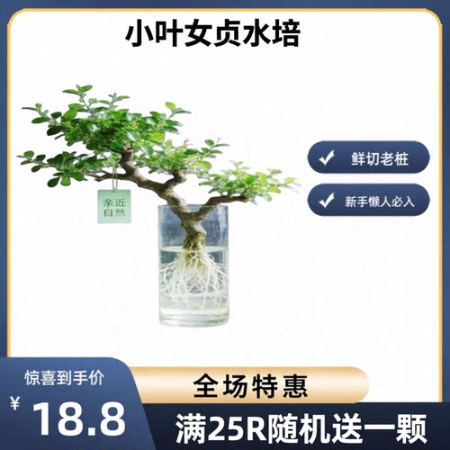 高端水培小叶女贞老桩造型旺宅好养阳台卧室四季常绿观赏植物盆景
