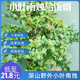 深山野外现挖小叶南烛乌饭树老桩四季长青盆栽庭院室内好养绿植