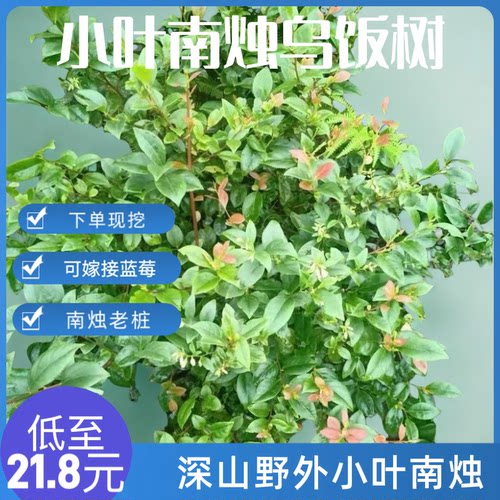 深山野外现挖小叶南烛乌饭树老桩四季长青盆栽庭院室内好养绿植