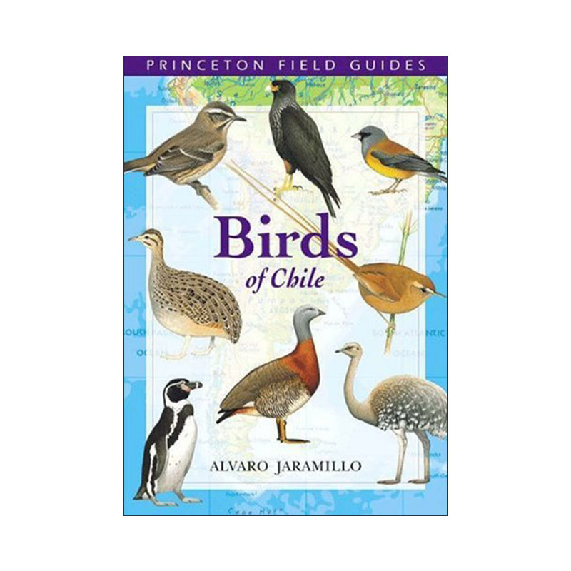 英文原版 Birds of Chile 智利鸟类 普林斯顿野外指南 Alvaro Jaramillo英文版 进口英语原版书籍