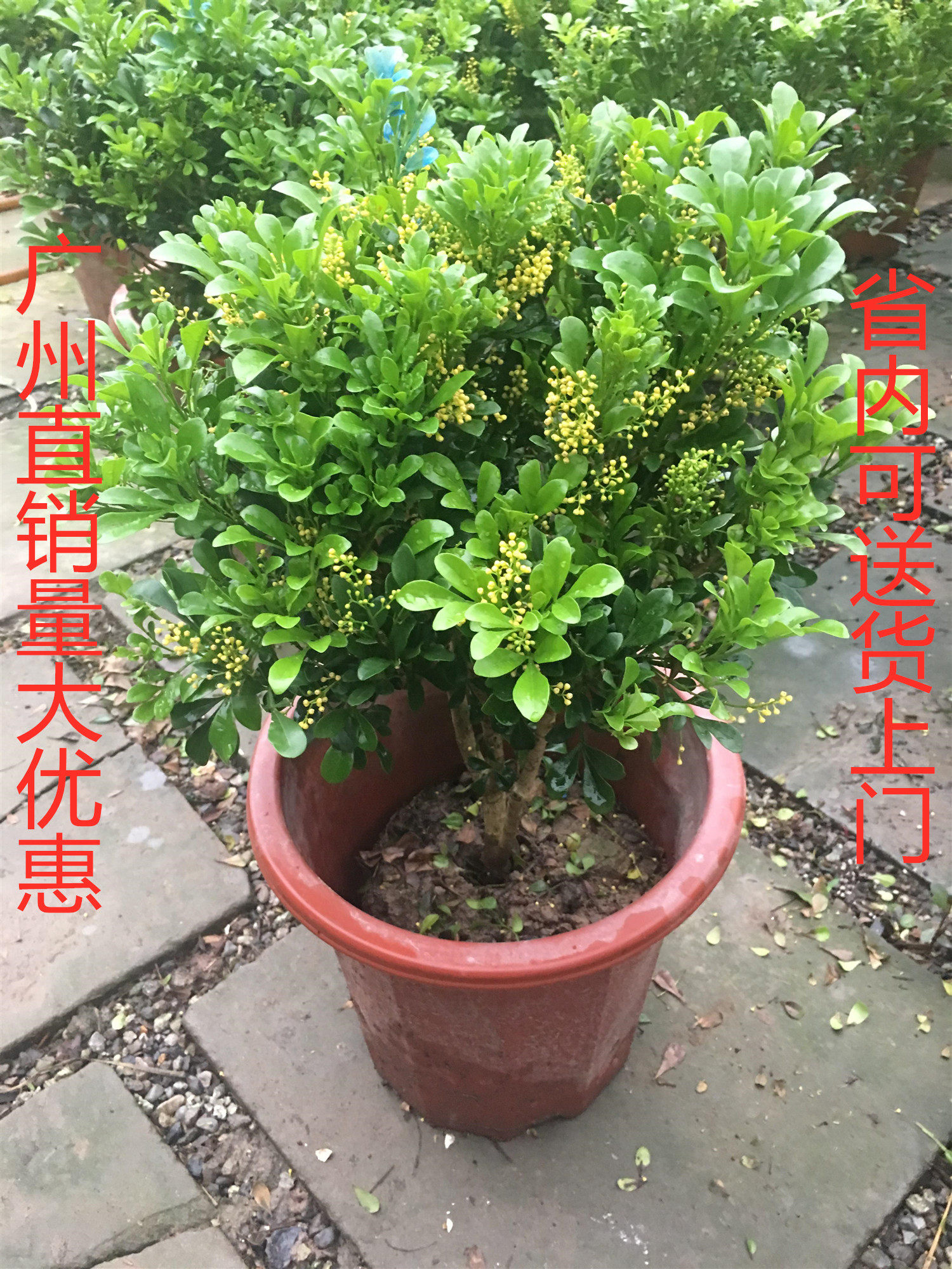 包邮包品种原土米兰花盆栽苗植物室内香味四季开花不断浓郁香的花