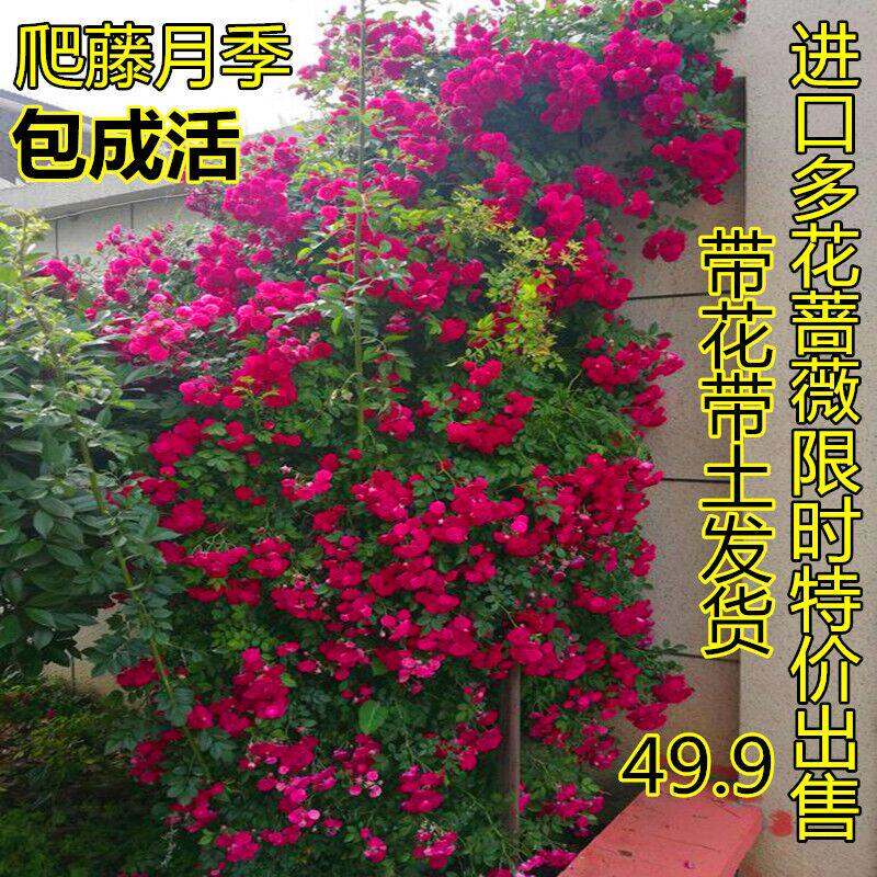 进口多花蔷薇四季重瓣红花蔷薇藤本月季爬藤蔷薇庭院植物带花发货|msdalam kategori penghantaran bunga/bunga simulasi/tumbuhan berkebun, bunga/Tumbuh-tumbuhan tumbuh-tumbuhan pasu (baru), bunga - dari Buy2taobao.com untuk memberikan perkhidmatan ejen Taobao profesional membeli