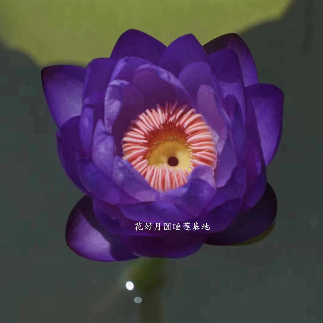 稀有名贵荷花澳洲睡莲庭院水池