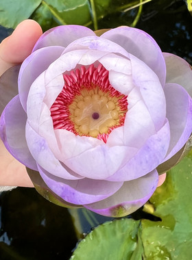 稀有澳洲睡莲流萤莲花根块池塘水缸花卉花苞植物四季盆栽水培庭院
