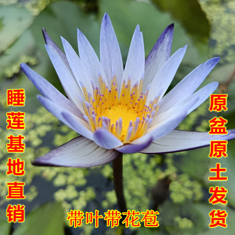 黑美人香型带花苞池塘睡莲花水培植物四季开花盆栽花卉荷花成品苗