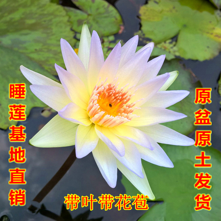月光香型大睡莲成品苗水培植物四季碗莲苗带花苞水养花卉盆栽植物