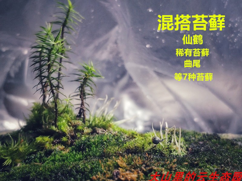 苔藓混搭水陆缸雨林缸水旱盆龟缸微景观缸体白发朵朵短绒大灰小灰